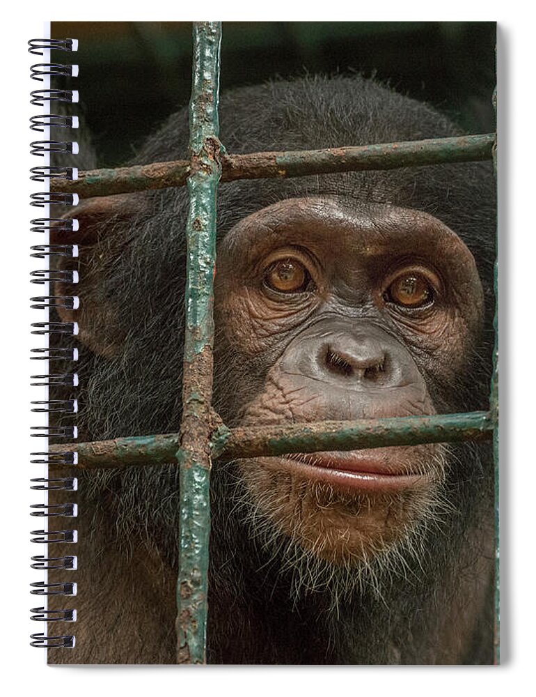 Gerry Ellis Spiral Notebook featuring the photograph Chimpanzee Limbe Wildlife Center by Gerry Ellis