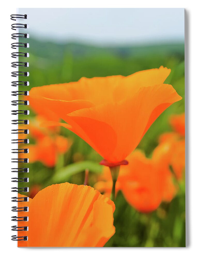 Poppy Spiral Notebook featuring the photograph Chino Hills Poppy Portrait by Kyle Hanson