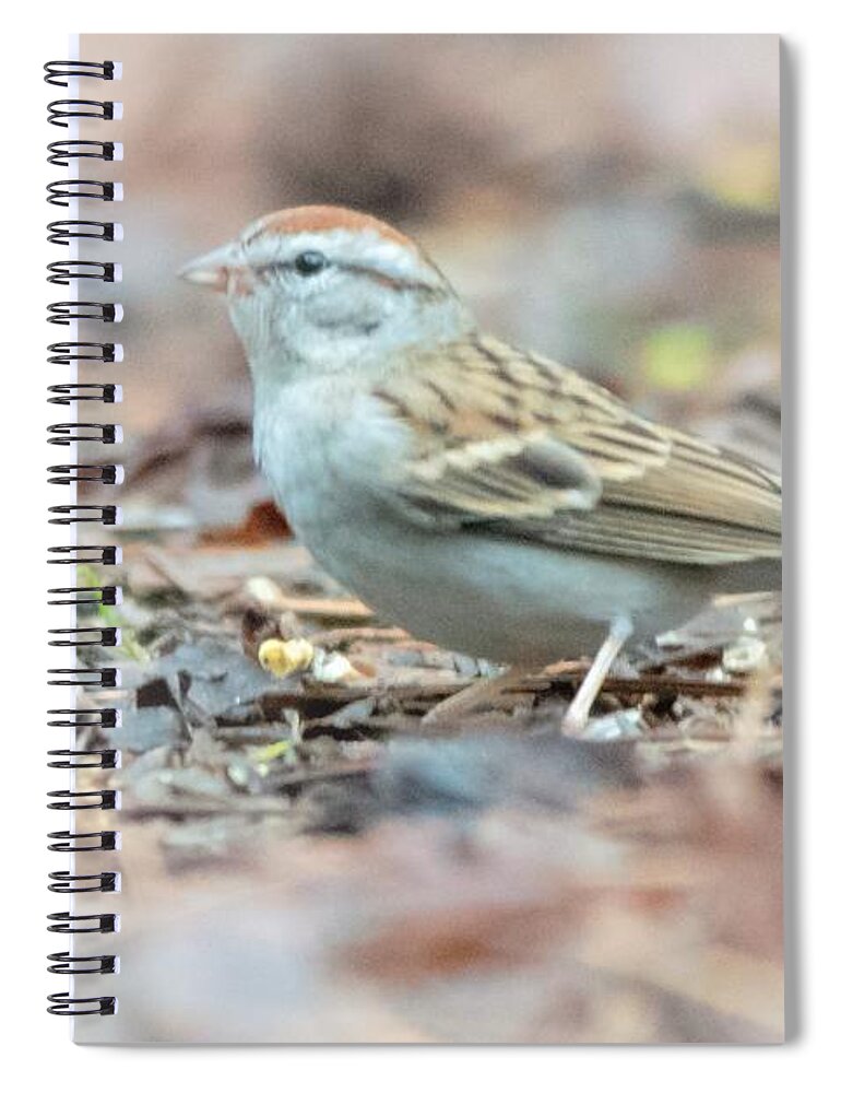 Chipping Sparrow Spiral Notebook featuring the photograph Chipping Sparrow by Mary Ann Artz