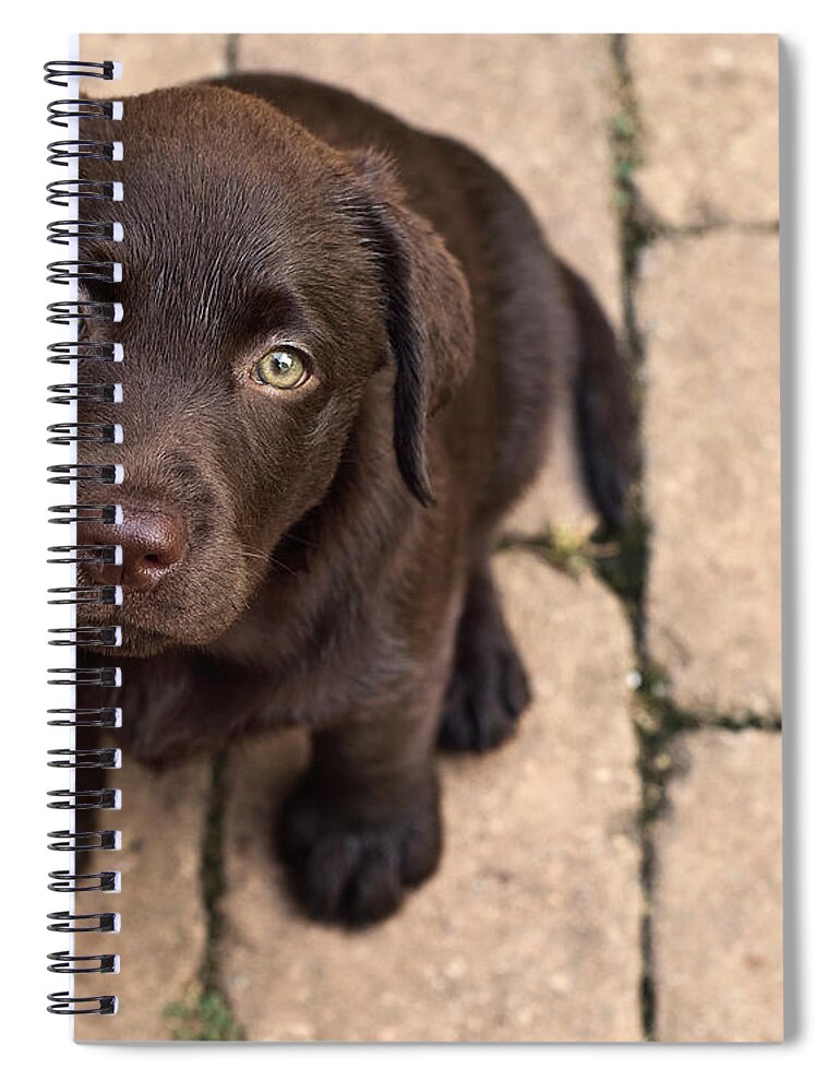 Pets Spiral Notebook featuring the photograph Chocolate Lab Puppy Looking Up by Jody Trappe Photography