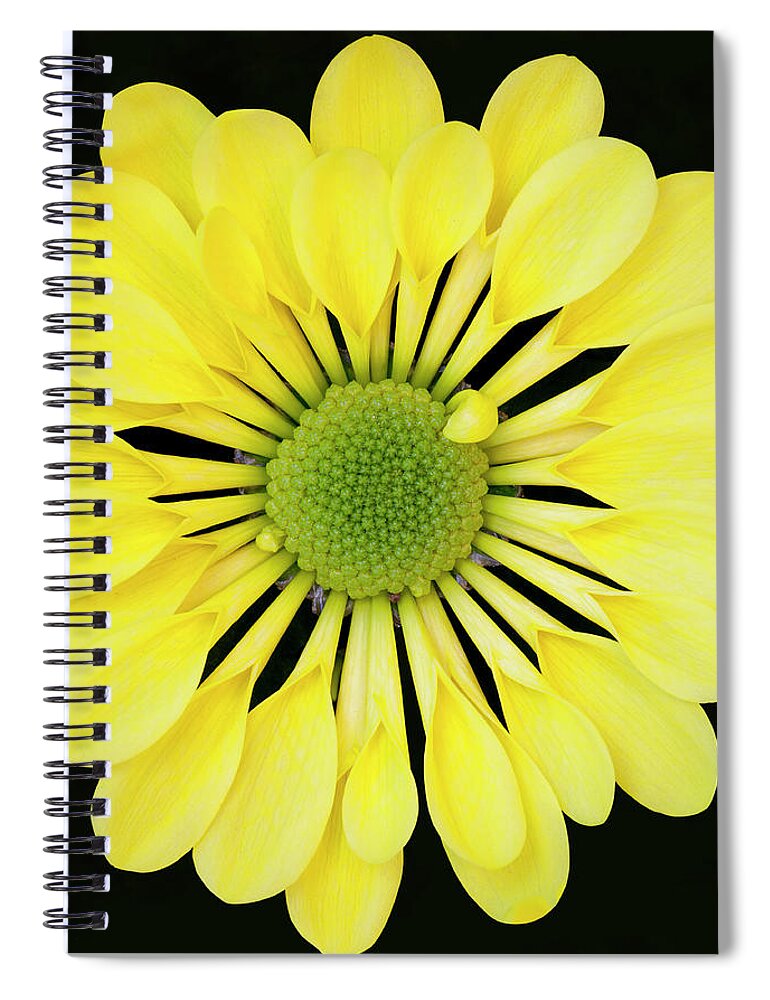 Chrysanthemum Spiral Notebook featuring the photograph Chrysanthemum by Andrew Dernie