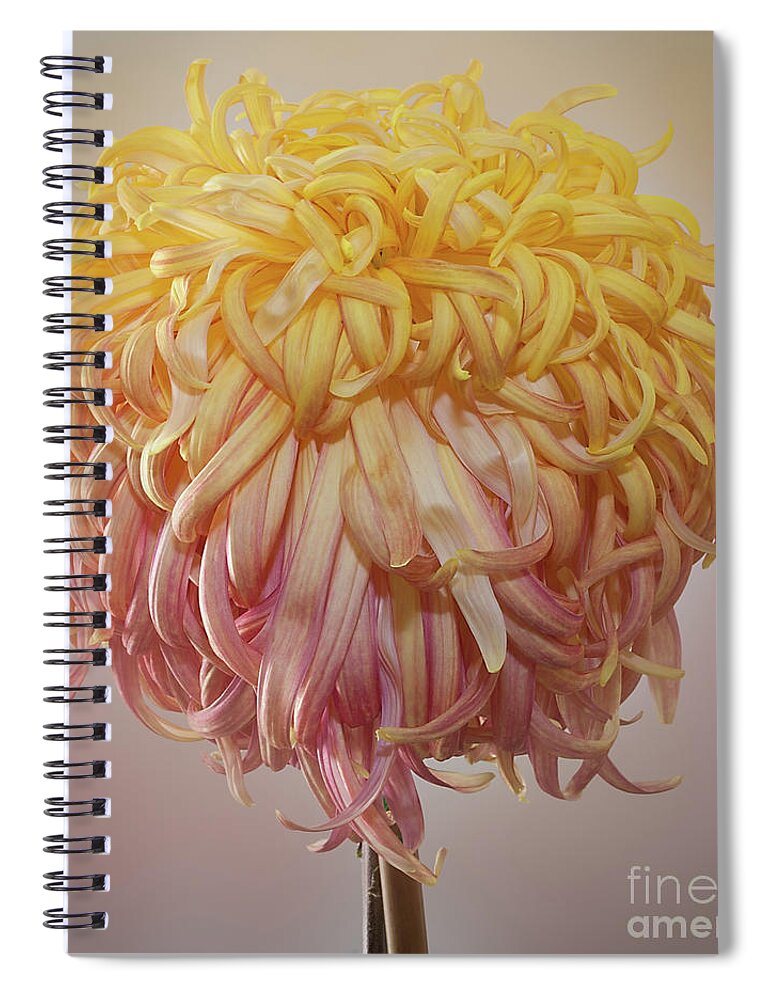 Flower Spiral Notebook featuring the photograph Chrysanthemum 'Louisiana' by Ann Jacobson