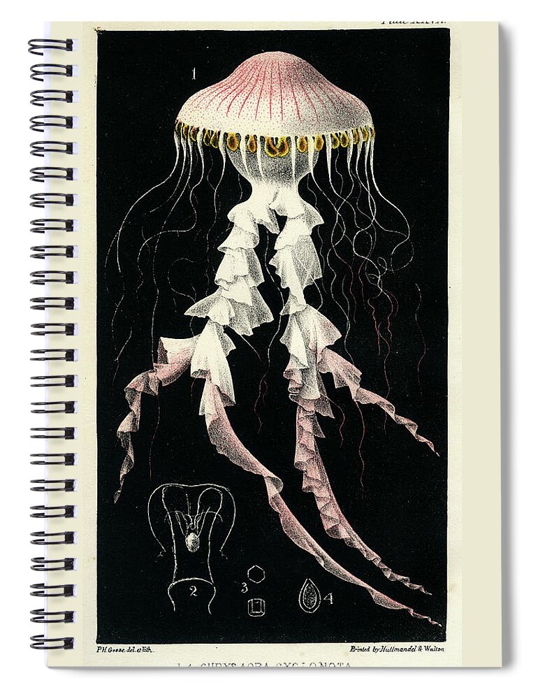 Sealife Spiral Notebook featuring the mixed media Chrysaora Cyclonota by Philip Henry Gosse