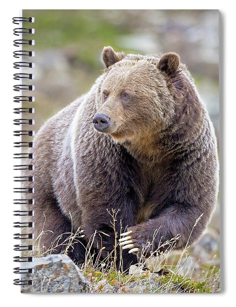 Grizzly Bear Spiral Notebook featuring the photograph Claws of a Grizzly by Jack Bell