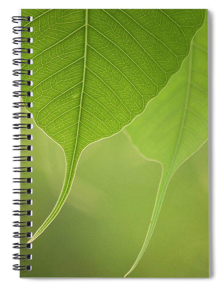 Outdoors Spiral Notebook featuring the photograph Close Up Of Peepal Leaves by Rahul De