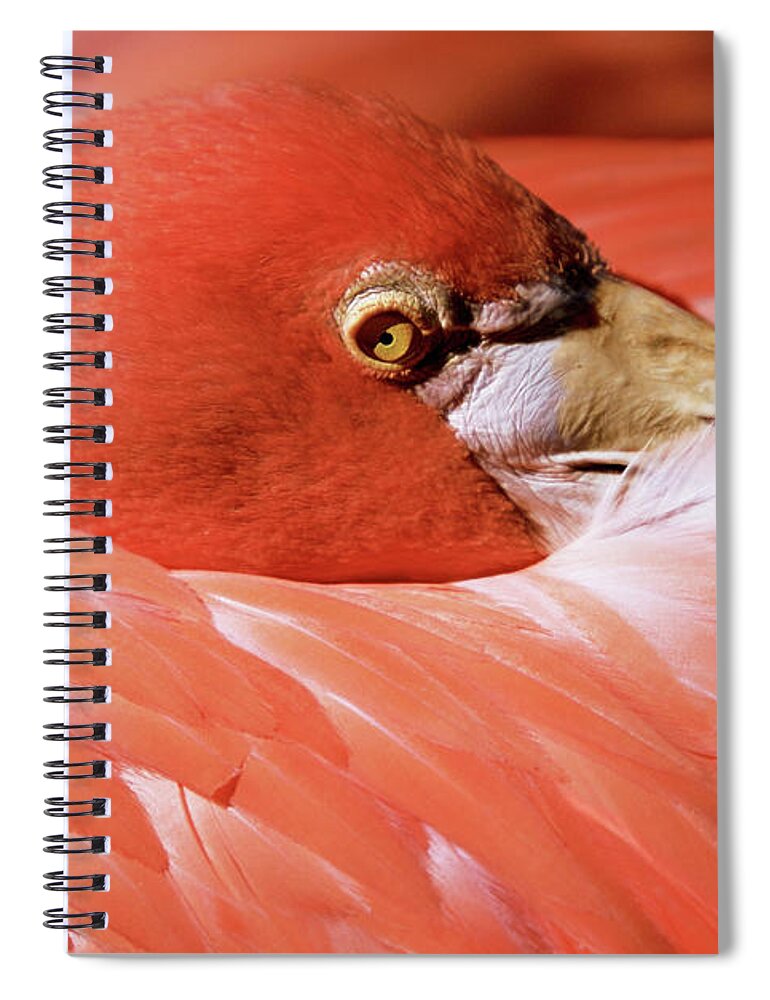 Animal Themes Spiral Notebook featuring the photograph Close-up Of Pink Flamingo Resting Head by Medioimages/photodisc