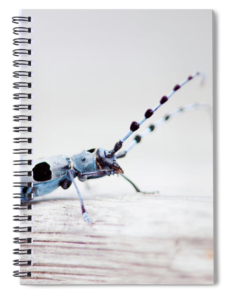 Insect Spiral Notebook featuring the photograph Close Up Of Rosalia Longicorn Bug by Guido Mieth