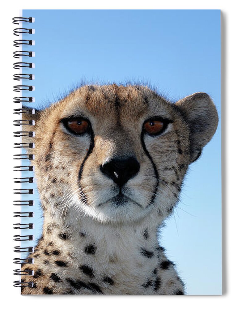 Kenya Spiral Notebook featuring the photograph Close-up Of Wild Cheetah Sitting On by Gomezdavid