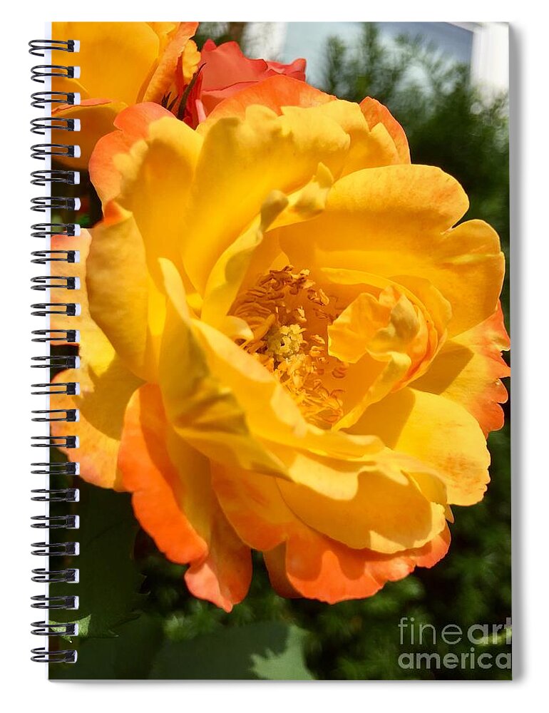 Floribunda Spiral Notebook featuring the photograph Floribunda Rose by Dejan Jovanovic