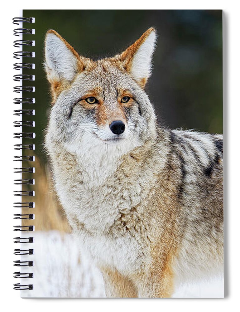 Close Up Spiral Notebook featuring the photograph Closeup of a healthy handsome coyote looking almost at you in wi by Robert C Paulson Jr