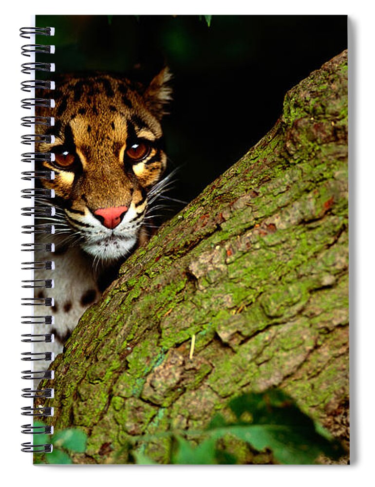 Hiding Spiral Notebook featuring the photograph Clouded Leopard Neofelis Nebulosa by Art Wolfe
