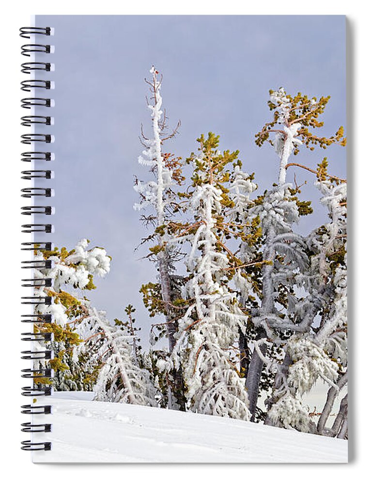 Nature Spiral Notebook featuring the photograph Cluster Of Windblown Ice Covered 15 Tall Conifer Trees Snow Hillside Tree Line Blue Gray Sky by Robert C Paulson Jr