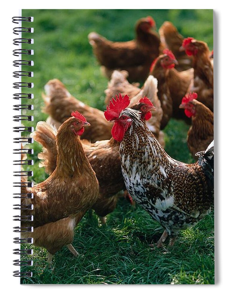 Estock Spiral Notebook featuring the digital art Cock And Chickens by Reinhard Schmid