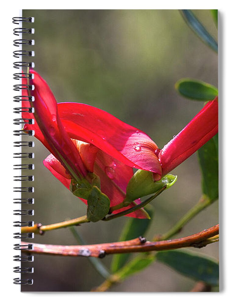 Templetonia Spiral Notebook featuring the photograph Cockies Tongue Templetonia retusa by Elaine Teague