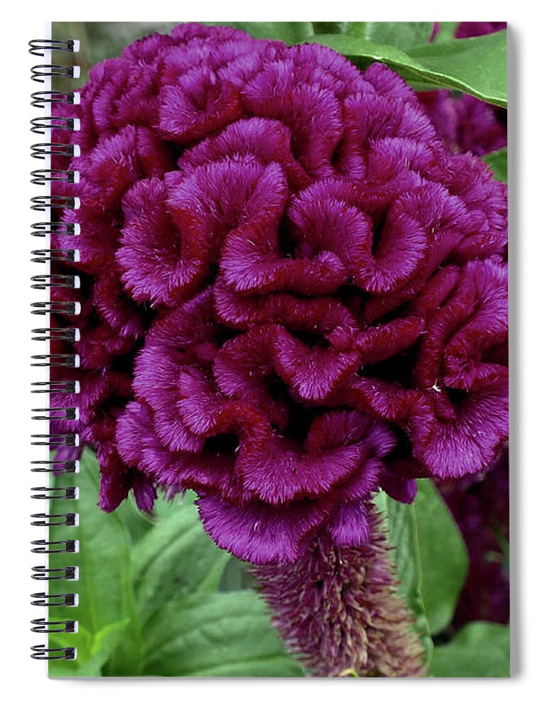 Cockscomb Spiral Notebook featuring the digital art Cockscomb by Yenni Harrison