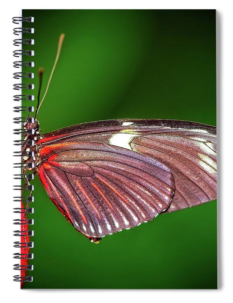 Butterfly Spiral Notebook featuring the photograph Colorful butterfly closeup by Phillip Rubino