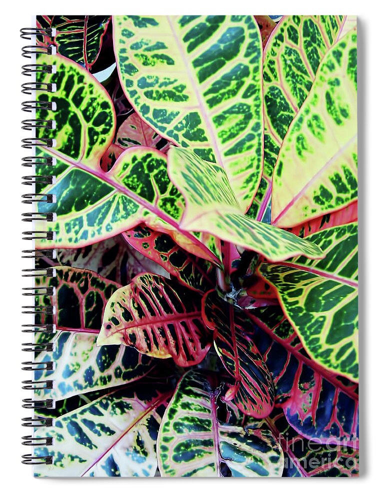 Croton Spiral Notebook featuring the photograph Colorful - Croton - Plant by D Hackett