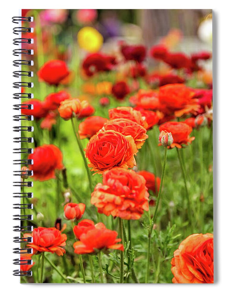 Italy Spiral Notebook featuring the photograph Colorful Flowers In Garden by Vivida Photo PC