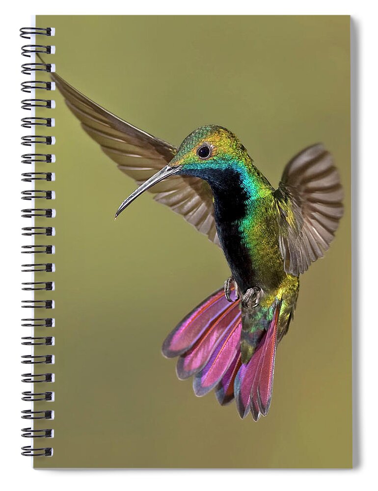 Adventure Spiral Notebook featuring the photograph Colorful Humming Bird by Image By David G Hemmings