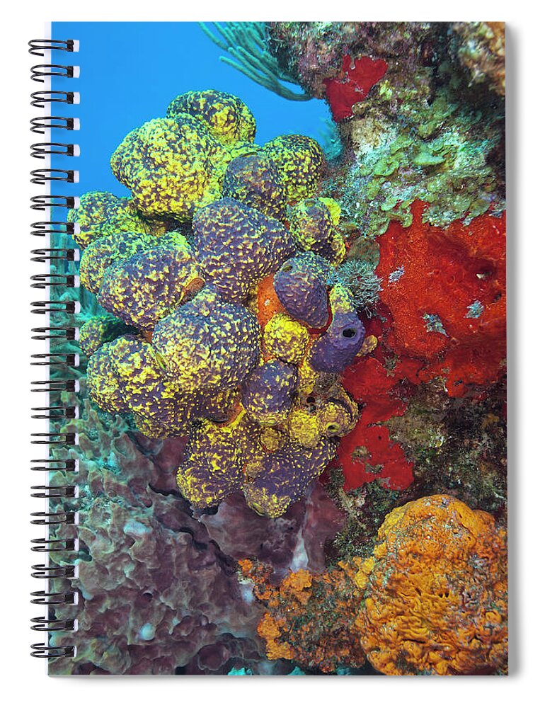 Underwater Spiral Notebook featuring the photograph Colorful Reef With Copy Space by Jodijacobson