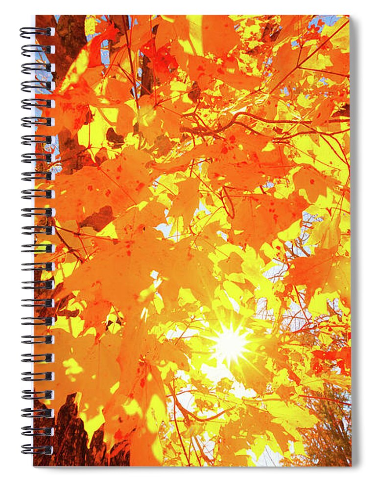 Orange Color Spiral Notebook featuring the photograph Colorful Trees During Fall by Moreiso