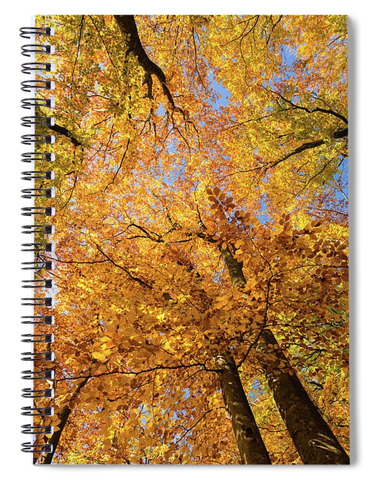 Fall Spiral Notebook featuring the photograph Colorful trees in fall by Matthias Hauser
