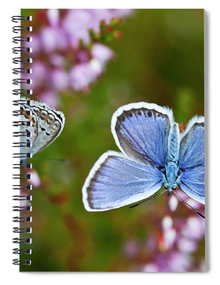 Common Blue Butterfly Spiral Notebook featuring the photograph Common Blue Butterfly Polyommatus Icarus by Brittak