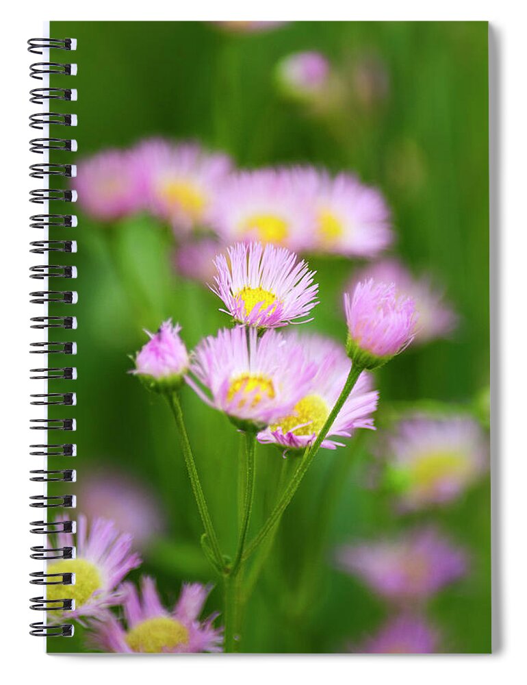 Flowers Spiral Notebook featuring the photograph Common Fleabane Flowers by Christina Rollo