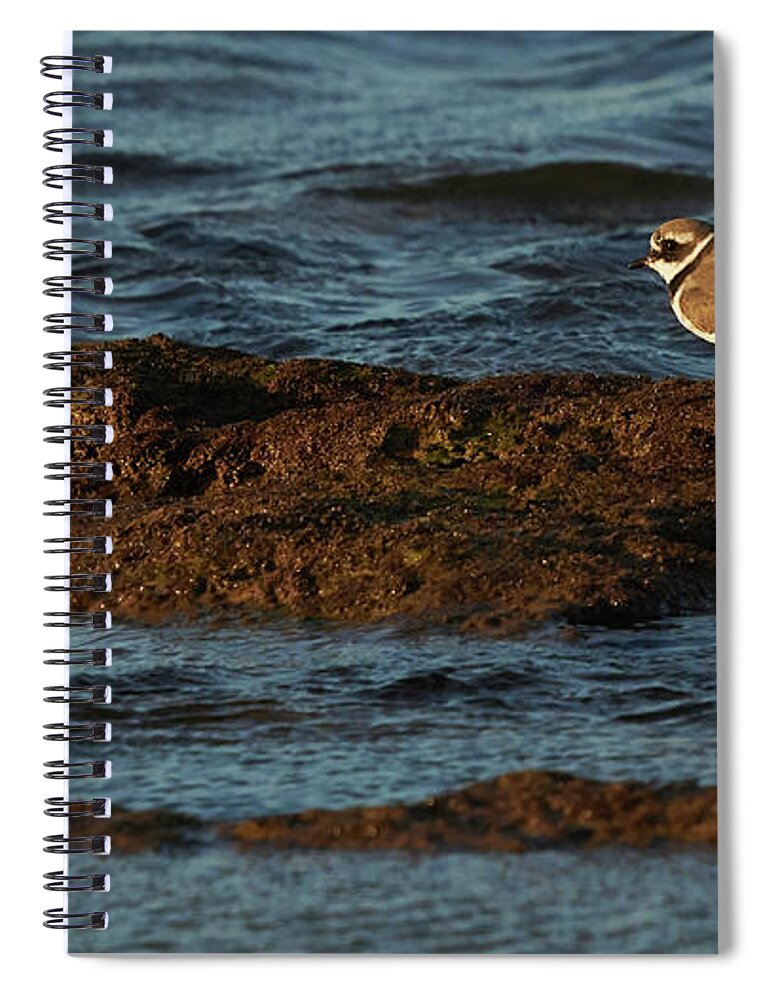 Outdoors Spiral Notebook featuring the photograph Common Ringed Plover Charadrius hiaticula La Caleta Beach Cadiz by Pablo Avanzini