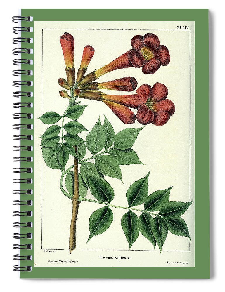 Common Trumpet Flower Spiral Notebook featuring the drawing Common Trumpet Flower by Unknown