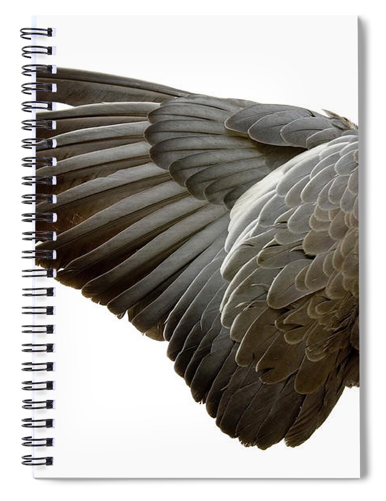 Black Color Spiral Notebook featuring the photograph Complete Wing Of Grey Bird Isolated On by Grafissimo