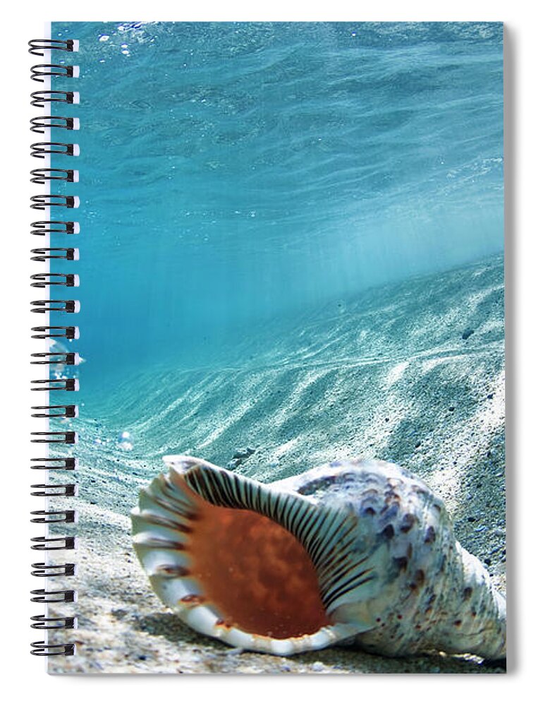  Shell Spiral Notebook featuring the photograph Conch Shell Bubbles by Sean Davey