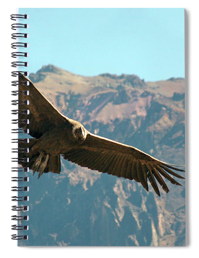 Animal Themes Spiral Notebook featuring the photograph Condor In Flight by Photography By Jessie Reeder
