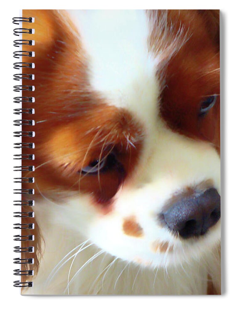 King Charles Cavalier Spaniel.spaniel Spiral Notebook featuring the photograph Contemplation by Amy Dundon