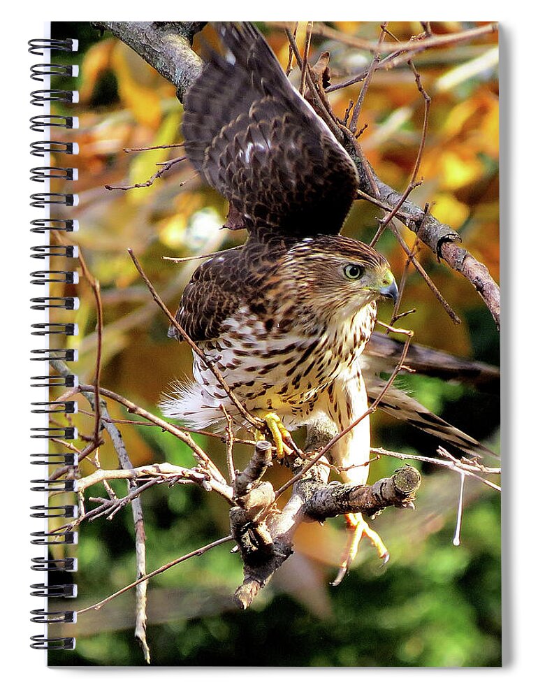 Cooper's Hawk Spiral Notebook featuring the photograph Cooper's Hawk on the Hunt by Linda Stern
