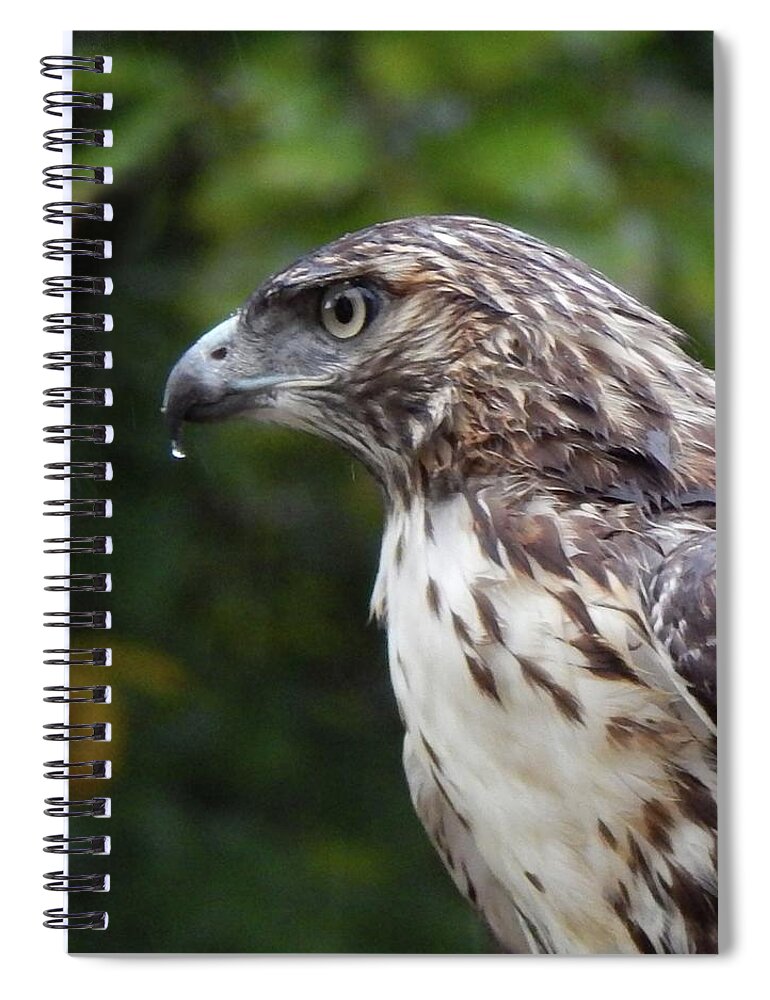 Birds Spiral Notebook featuring the photograph Cooper's Hawk with Raindrop by Karen Stansberry