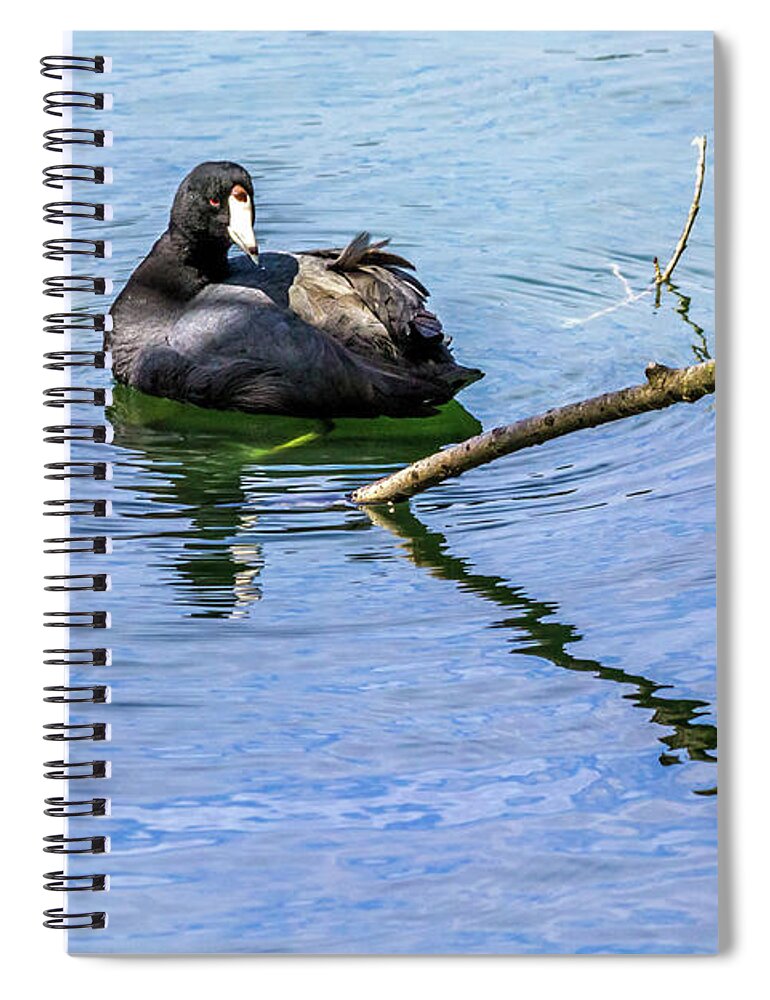 American Coot Spiral Notebook featuring the photograph Coot with Branches by Kate Brown