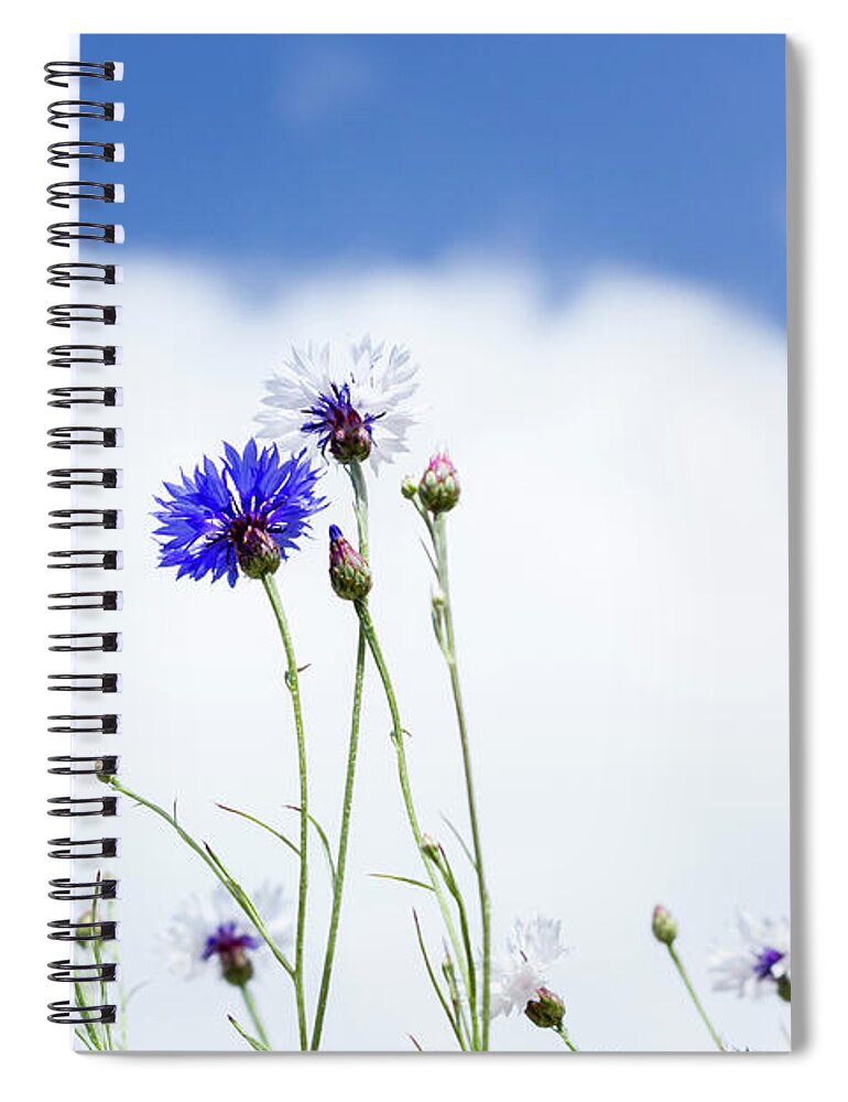 Floral Spiral Notebook featuring the photograph Cornflowers by Tanya C Smith