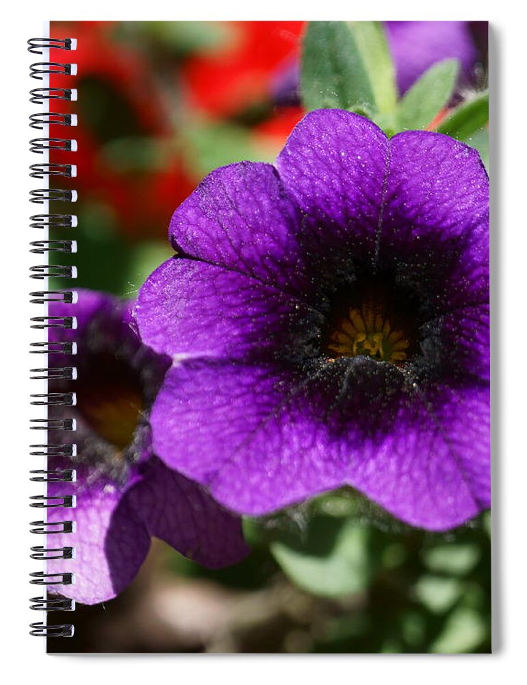 Petunias Spiral Notebook featuring the photograph Cosmic Purple Petunias by Tracey Vivar
