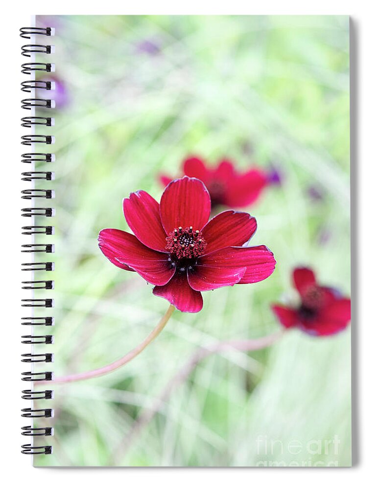 Cosmos Atrosanguineus Black Magic Spiral Notebook featuring the photograph Cosmos Black Magic Flower by Tim Gainey