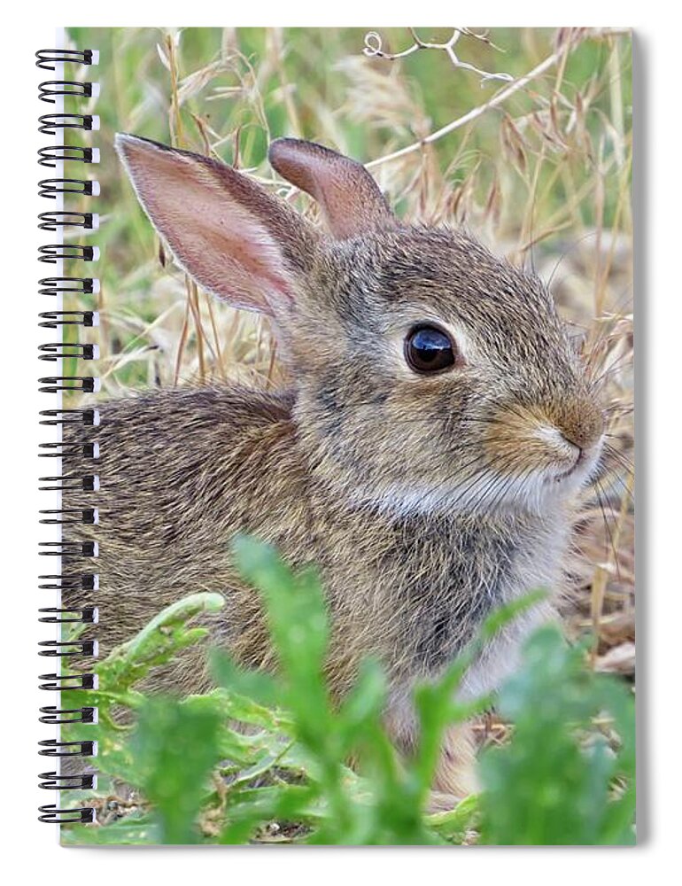 Bunny Spiral Notebook featuring the photograph Cottontail Bunny by Connor Beekman