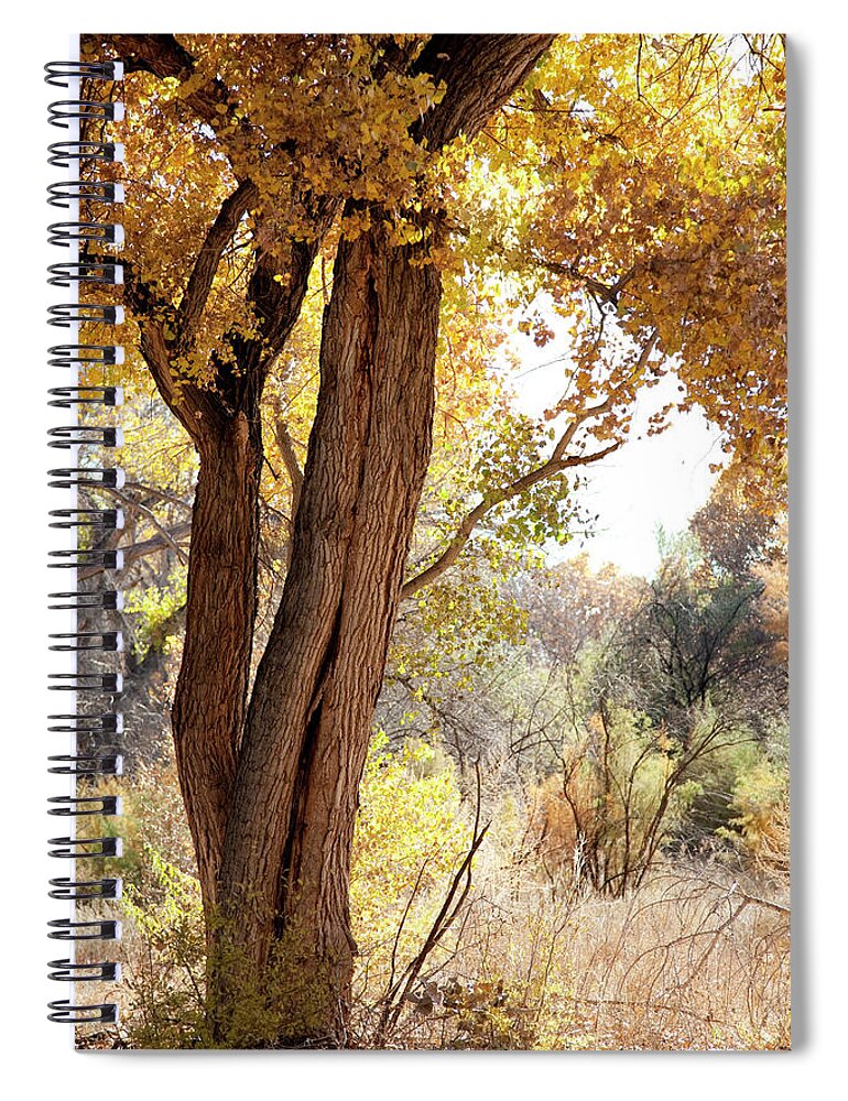 Scenics Spiral Notebook featuring the photograph Cottonwood Tree In Fall, New Mexico, Usa by Duckycards