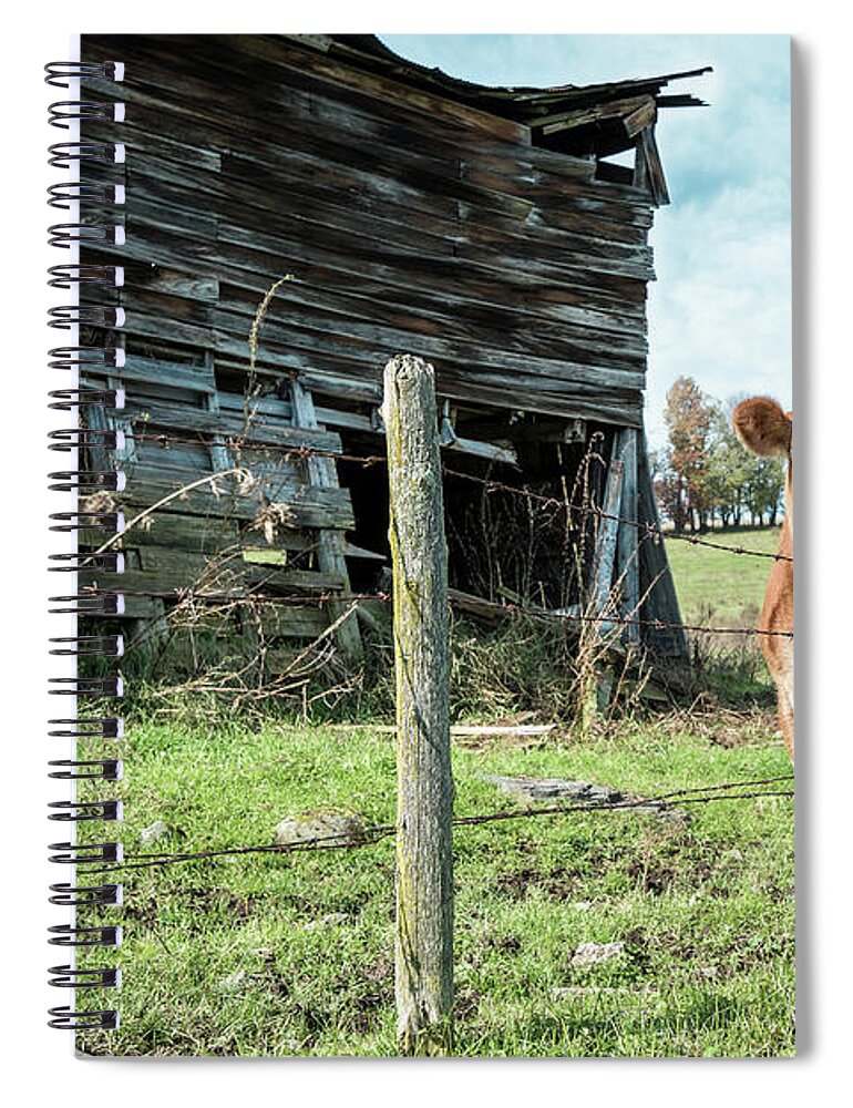 Cow And Barn Spiral Notebook featuring the photograph Cow by the old barn, Earlville NY by Gary Heller