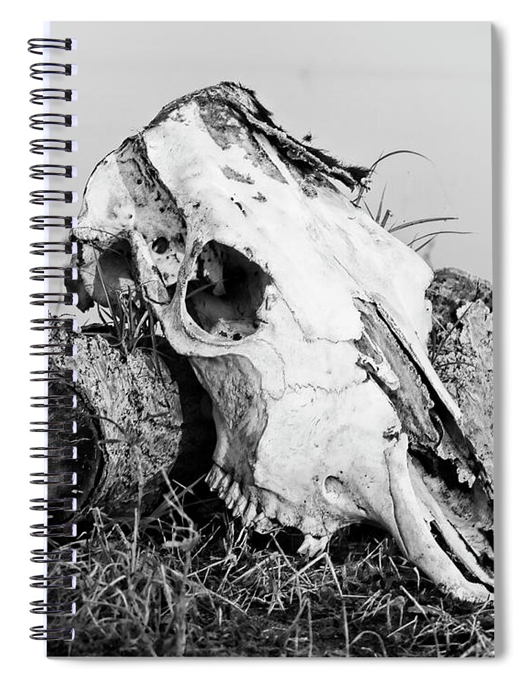 Kansas Spiral Notebook featuring the photograph Cow Skull 002 by Rob Graham