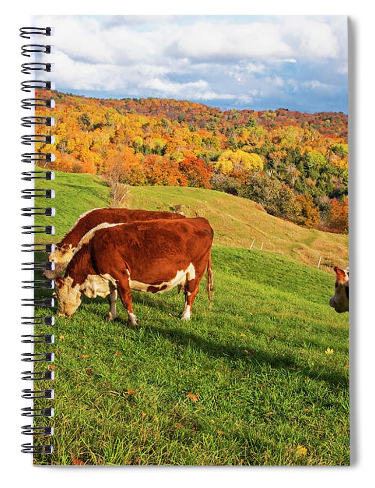 Reading Spiral Notebook featuring the photograph Cows Grazing on the Hillside Jenne Farm Reading VT Fall Foliage Mountain by Toby McGuire