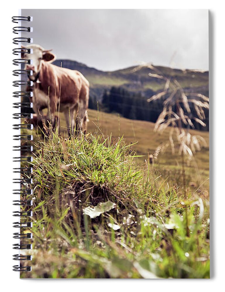 Domestic Animals Spiral Notebook featuring the photograph Cows On An Alpine Pasture by Nullplus