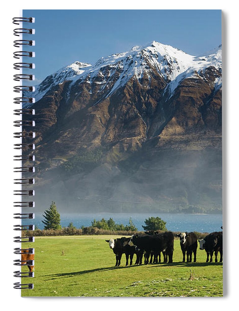 Scenics Spiral Notebook featuring the photograph Cows On The Shores Of Lake Wakatipu At by David Clapp