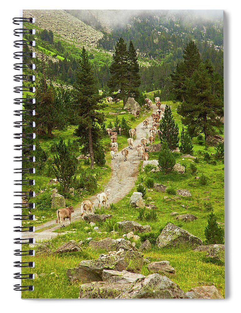 Catalonia Spiral Notebook featuring the photograph Cows Walking In Catalan Pyrenees by Gonzalo Azumendi