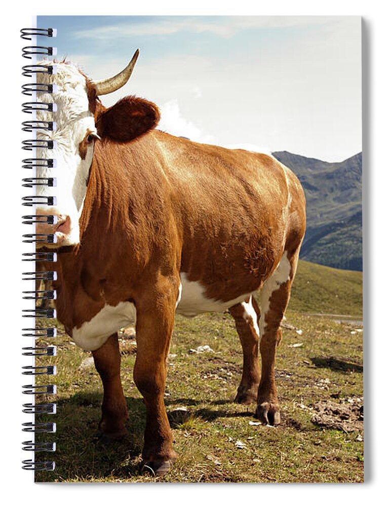 Tranquility Spiral Notebook featuring the photograph Cows,mount Grossglockner High Alpine by Buero Monaco