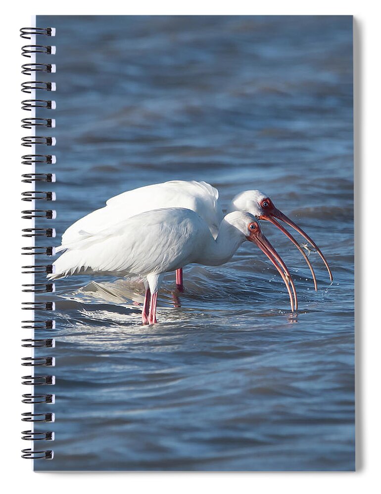 Ibis Spiral Notebook featuring the photograph Crabbing Buddies by Patrick Nowotny